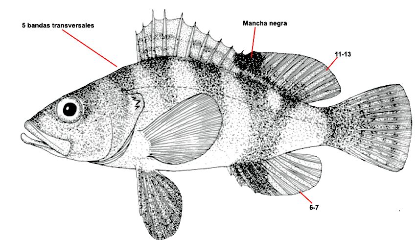 Serranus hepatus_001.jpg